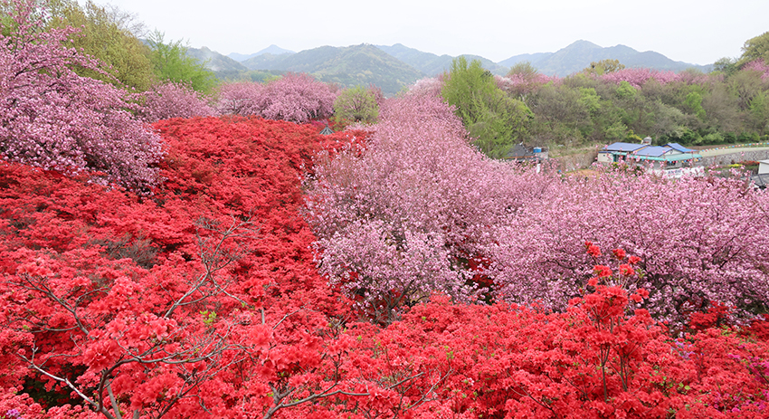 완산칠봉 꽃동산