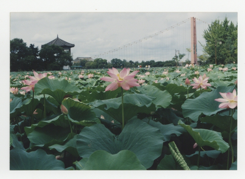 덕진공원 현수교 및 연꽃