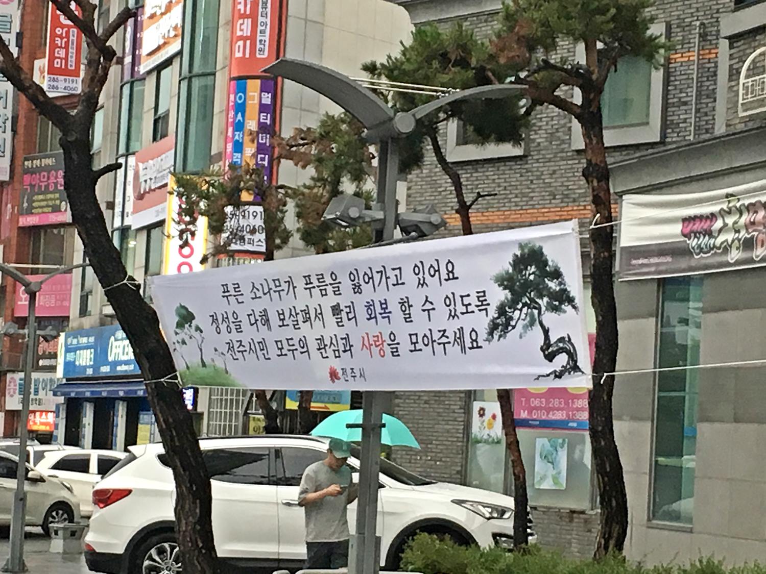 6월21일(생태도시과)도심한복판 시들어 가는 소나무 살리기 작업 박차!.JPG